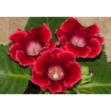 Gloxinia 