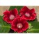 Gloxinia "Defians", rr 4/5, 2 pcs