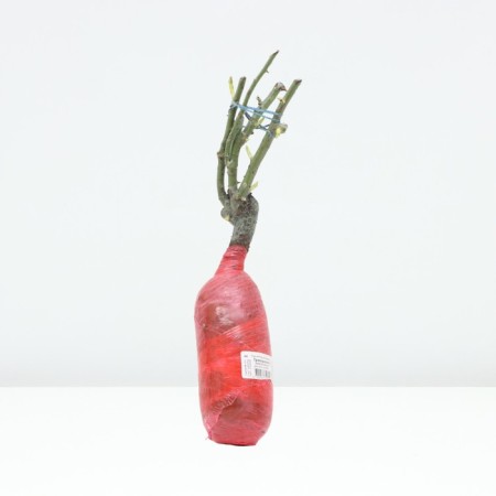 Seedling rose English park "Transviliti", tube, 1 pc, spring 2025-2