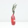 Seedling rose English park "Transviliti", tube, 1 pc, spring 2025