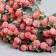 Decor for creativity "inflorescence with red balls" d = 0.6 cm 1 bouquet = 6 colors 11 cm