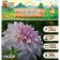 Georgina decorative "Flashback", rr I, 1 pc, spring 2024