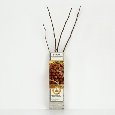 Hazelnut (ordinary hazel) "Avlan", 1 pc, tube, spring 2025