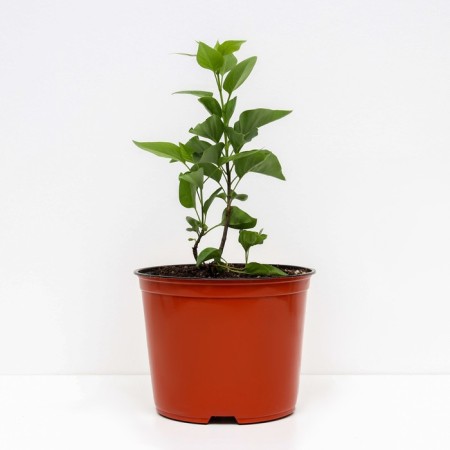 Lilac ordinary beauty Moscow, C3 pot, H10-50 height, 1 pc, summer 2024-1