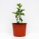 Lilac ordinary beauty Moscow, C3 pot, H10-50 height, 1 pc, summer 2024