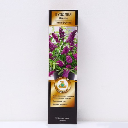 Buddlaya David Patio Lux "Tutti Futty", 1 pc, tube, spring 2025