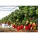 Strawberry Garden Garland, P9 Pot, 1 pc, summer 2024