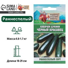 Zucchini zucchini 