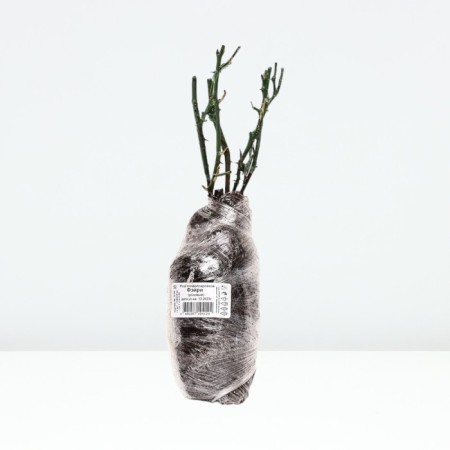 Seedling rose soil -cover "Fery", tube, 1 pc, spring 2025-2
