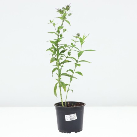 Flocus blizzard Anfisa, pot C2, 1 pc, summer 2024-2