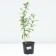 Flocus blizzard Anfisa, pot C2, 1 pc, summer 2024
