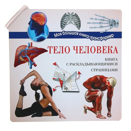 Тело человека