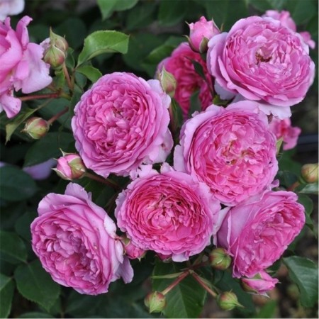 Seedling rose tea-hybrid "Rene Van Vedberg", tube, 1 pc, spring 2025
