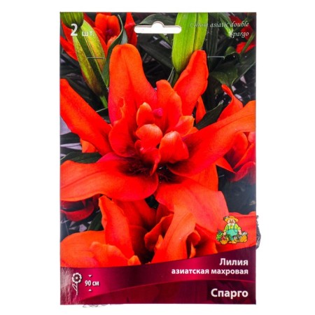 Lilia Asian terry Spargo, 14/16 rr, 2 pcs. 90 h (cm), autumn 2024