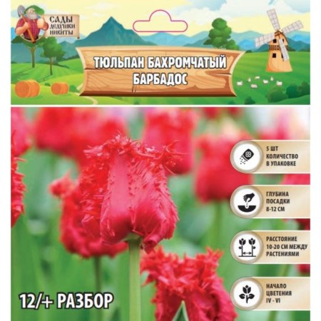 Tulip fringe Barbados, rr 12+, 5 pcs, autumn 2024
