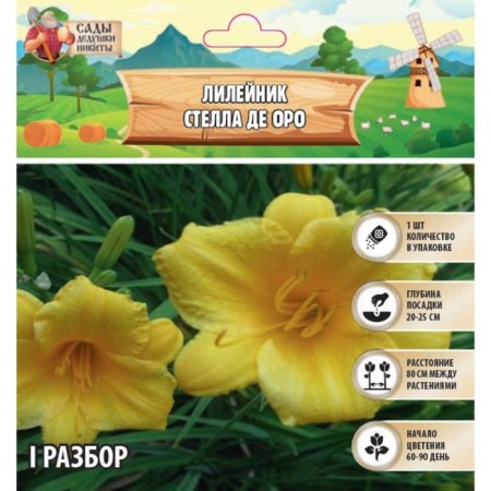 Lilenik "Stella de Oro", rr I, 1 pc, spring 2024