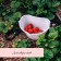 Berry collection container, 3 l, white