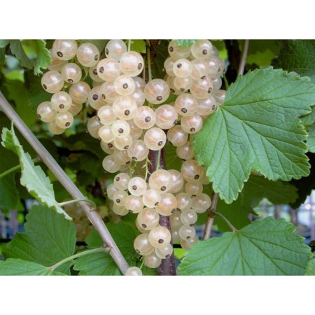 Currants White Fairy, C5 pot, 1 pc, summer 2024