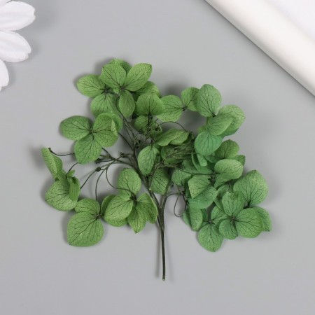 Sukhotzet "hydrangea" green h = 6-6.5 cm