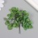 Sukhotzet "hydrangea" green h = 6-6.5 cm