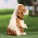 Garden figure "Spaniel" 14x16x20cm ////