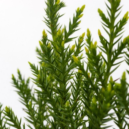 Juniper Chinese "Kurivao Gold", P9, 1pc, h 3-20 cm, summer 2024-3
