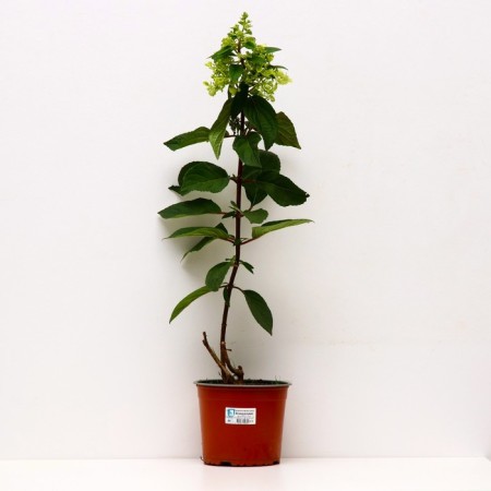 Hydrangea blizzard candlite, C3 pot, H10-50 height, 1 pc, summer 2024