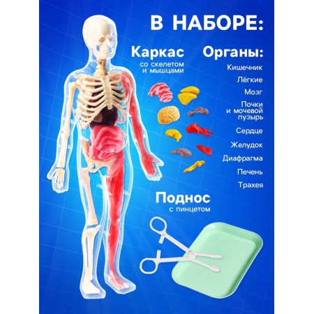 A set for experiments on the anatomy "body structure", glows in the dark, with soft organs-1