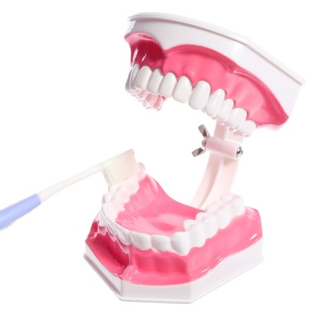 Game set "Human Jaw Model", 12 × 9 cm, with a brush, a mix of a mix-1