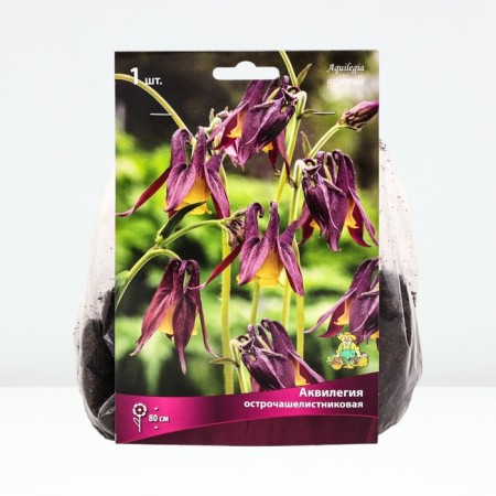 Aquilegia is sharp-wrapped, rr I, 1 pc, spring 2024