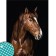Diamond mosaic with full filling on the canvas "Stallion", 30 x 40 cm