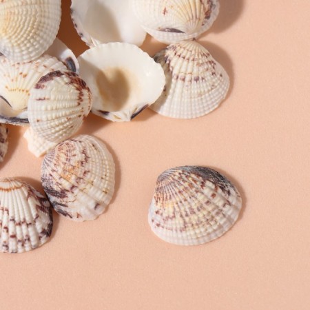 Natural decorative shells "Tiger Venus" set 100 grams-1