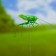 Squater "Green grasshopper" 3x5cm/22cm