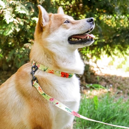 Set "Flowers", fastener - fastx, leash 2 m and collar 28-46 cm-11