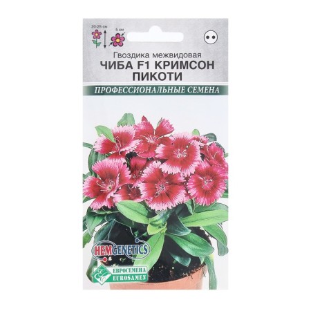 Flowers Cloves Intermediate Chib F1 Crimson Pikoti, 5 pcs