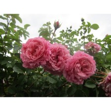 Seedling rose Plesy 