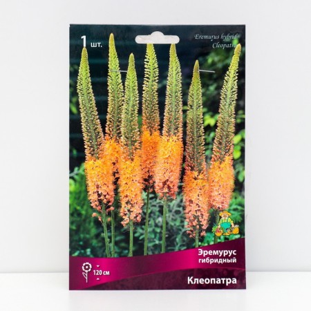 Eremurus hybrid Cleopatra, 1 pc, rr I, spring 2025