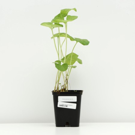 Violet Nursing "Alba", P9 pot, 1 pc, spring 2024-2