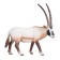 Figure Konik "Antelope Oriks"