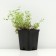 Timyan Lemon -Swimming "Aureus", P9 pot, 1 pc, spring 2024