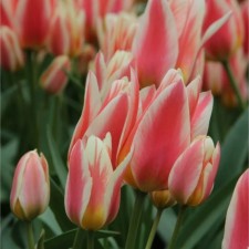 Tulip multi-flowered Quebec, 11/12 rr, 10 pcs, 35-40 h (cm), autumn 2024