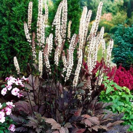 Blopogon branchy chokocholik, rr I, 1 pc, spring 2025