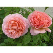 Airish Mist Rosa seedlings of the premium series, 1 pcs Spring 2024