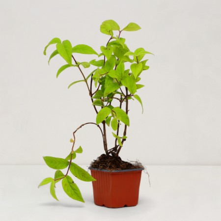 Sahenian Acts Hybrid "Strawberry Fields", pot P9, Summer 2024-1