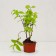 Sahenian Acts Hybrid "Strawberry Fields", pot P9, Summer 2024