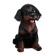 Pigpine "Rotweiler Puppy" 28x20cm
