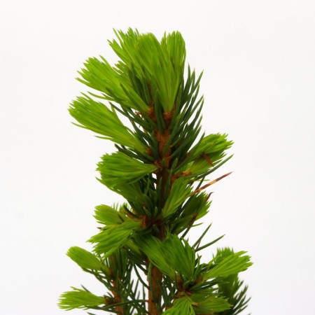 Canadian spruce "Konika DEMMBR", P9, 1pc, h 3-20 cm, summer 2024-3