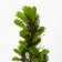 Canadian spruce "Konika DEMMBR", P9, 1pc, h 3-20 cm, summer 2024
