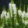 Fizostia Virginskaya "Crystal Peak White", pot p9, 1 pc, spring 2024