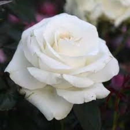 Sahenian Rosa Tea-Hybride "Praud", 1 pc, spring 2024